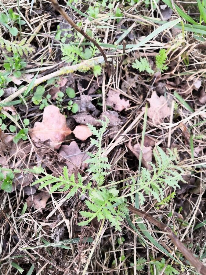 Valeriana rotundifolia — sleep aid houseplant
