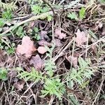 Valeriana rotundifolia