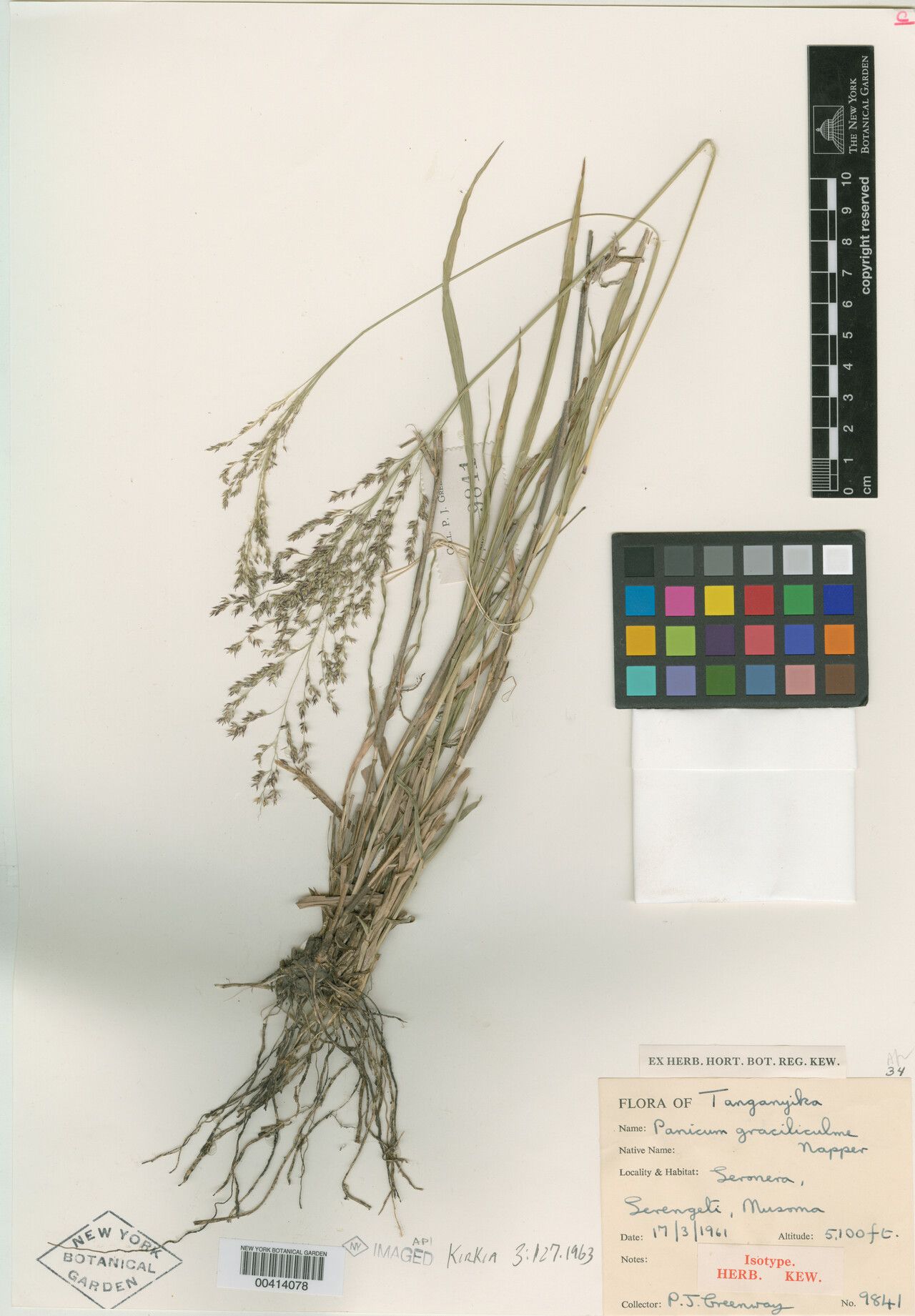 Panicum poioides — houseplant care guide