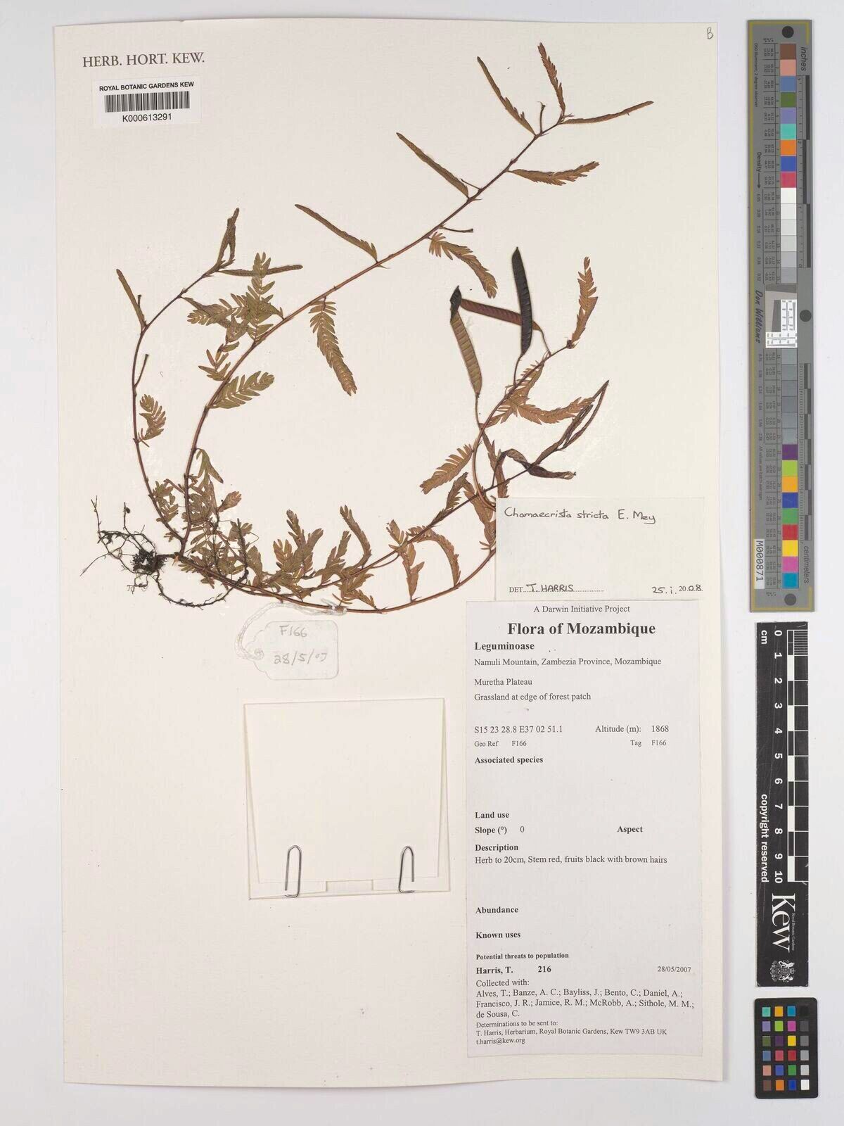 Chamaecrista stricta — houseplant care guide