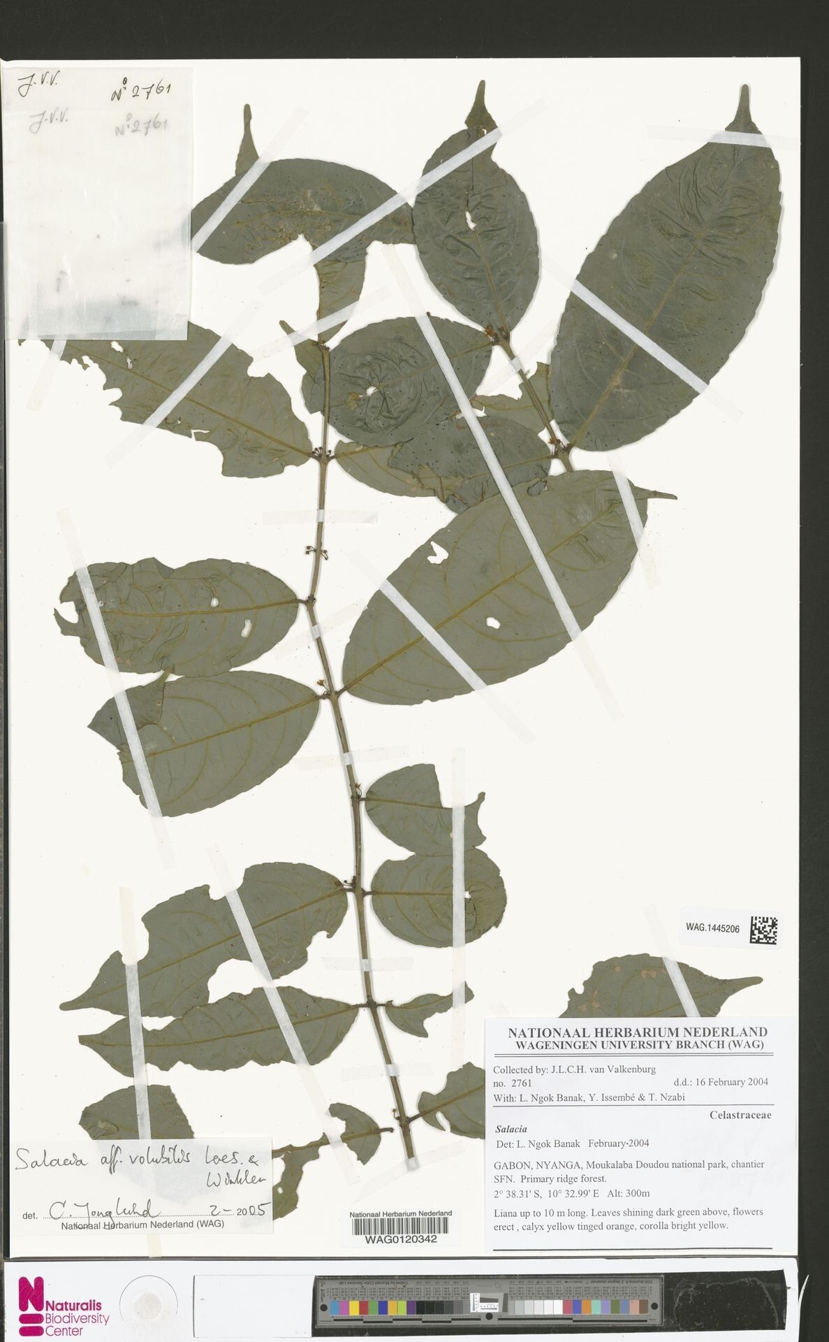 Salacia volubilis — houseplant care guide