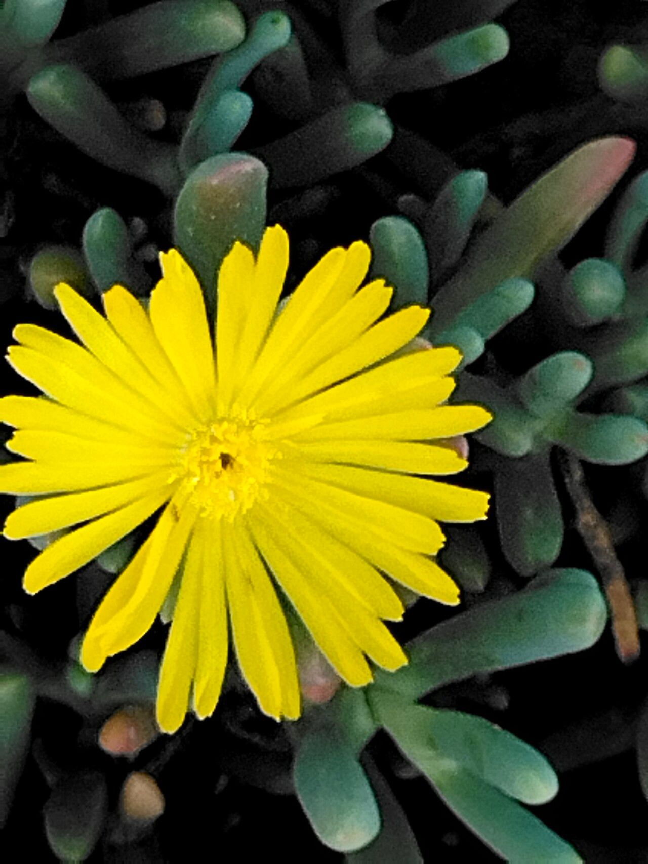 Malephora lutea flower