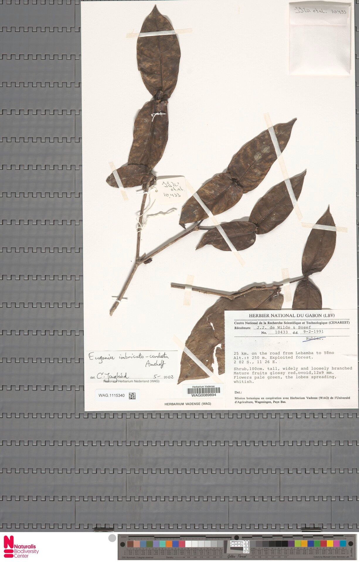 Eugenia imbricatocordata — houseplant care guide