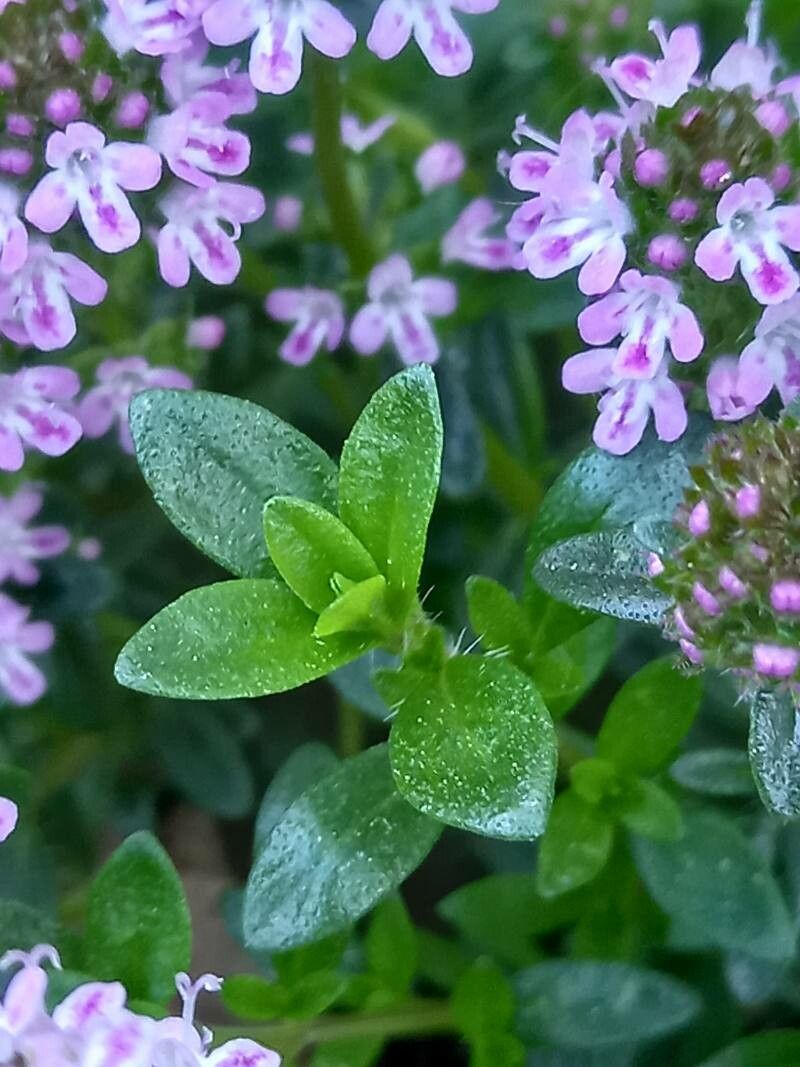 Thymus longicaulis leaf
