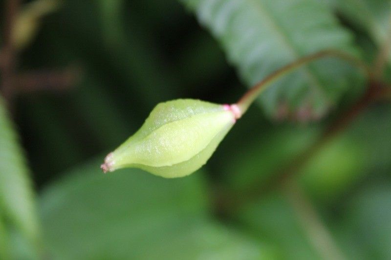 Impatiens flaccida fruit