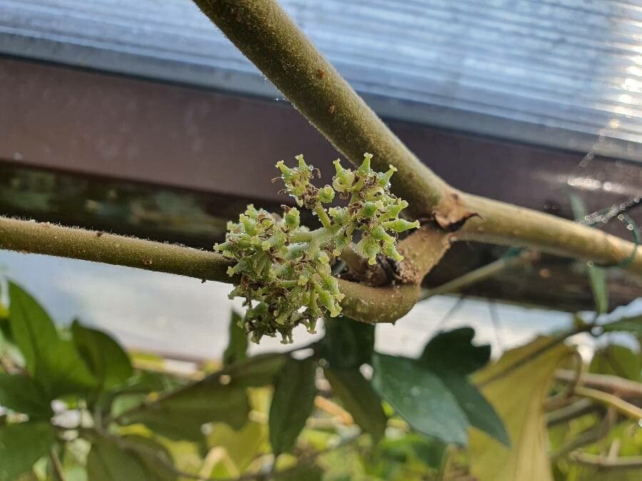 Tetrastigma voinierianum flower