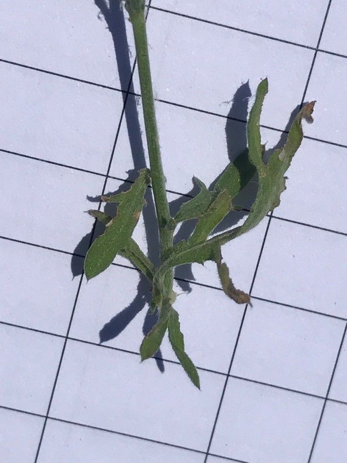 Centaurea tenorei — houseplant care guide