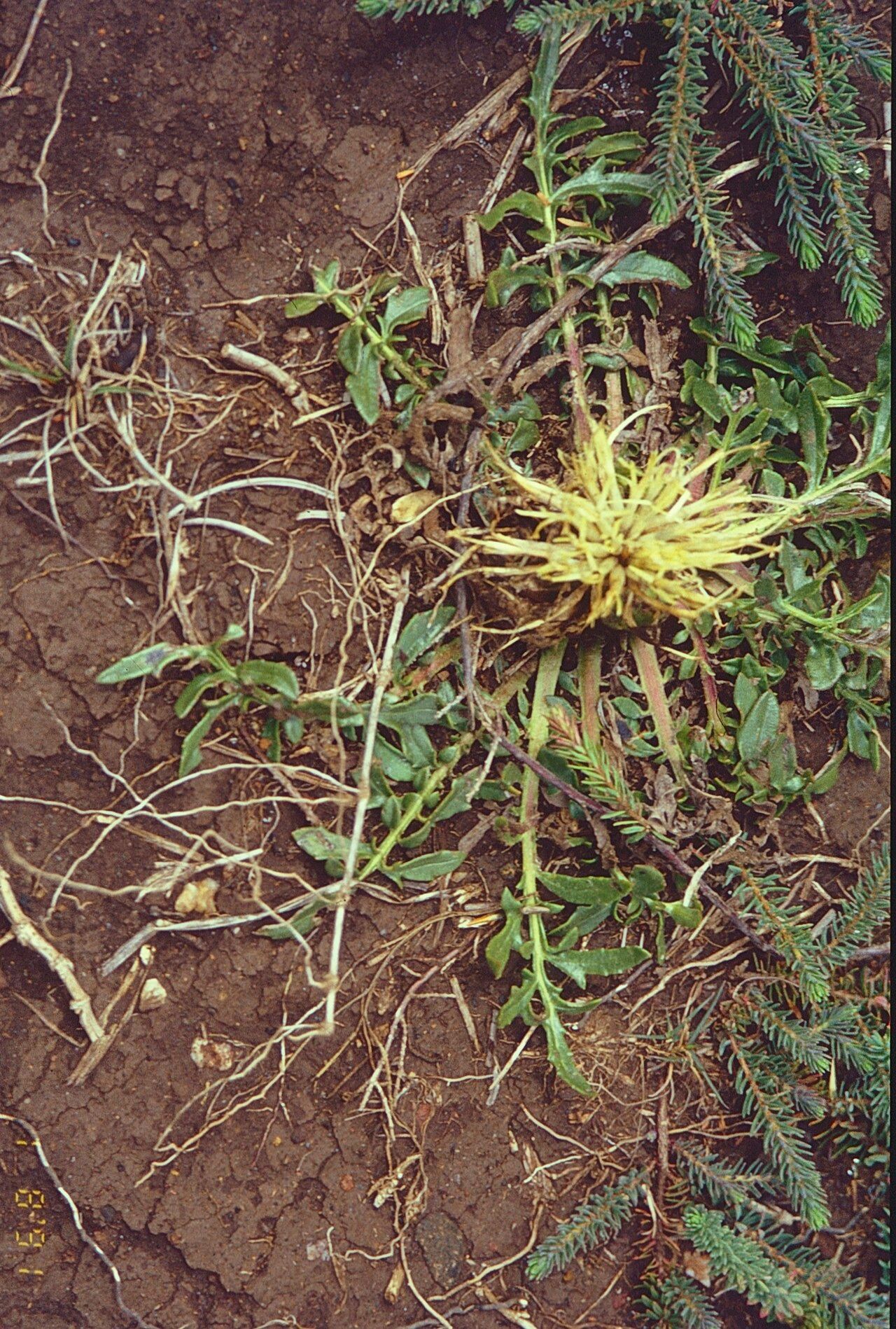 Centaurea ultreiae habit