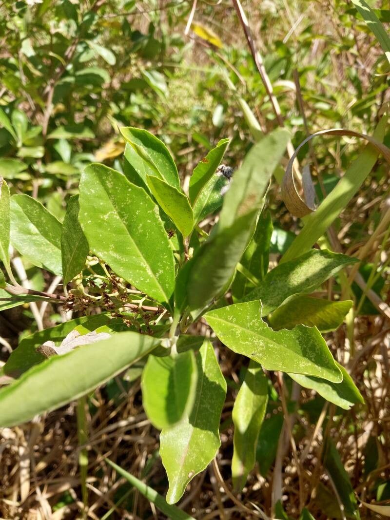 Nuxia oppositifolia — houseplant care guide