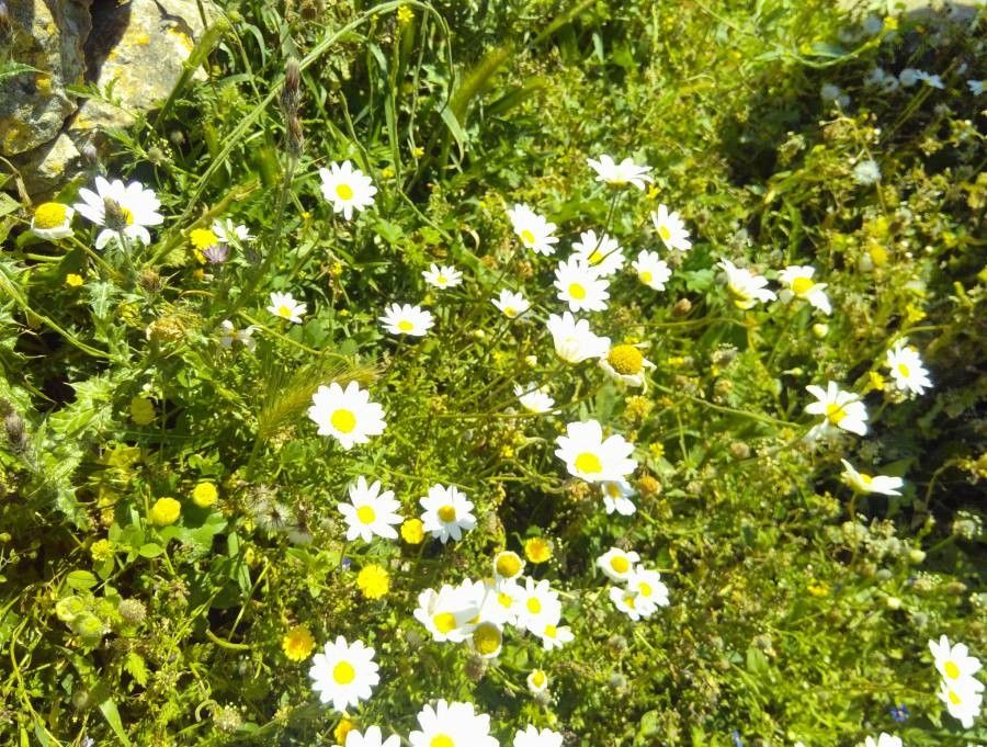 Anthemis chia habit