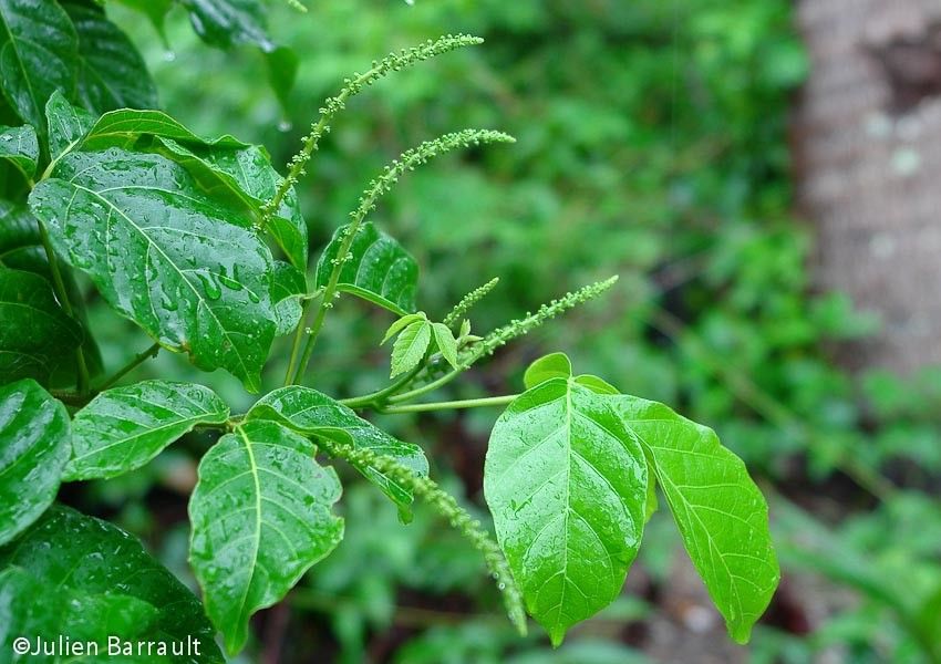 Allophylus triphyllus habit