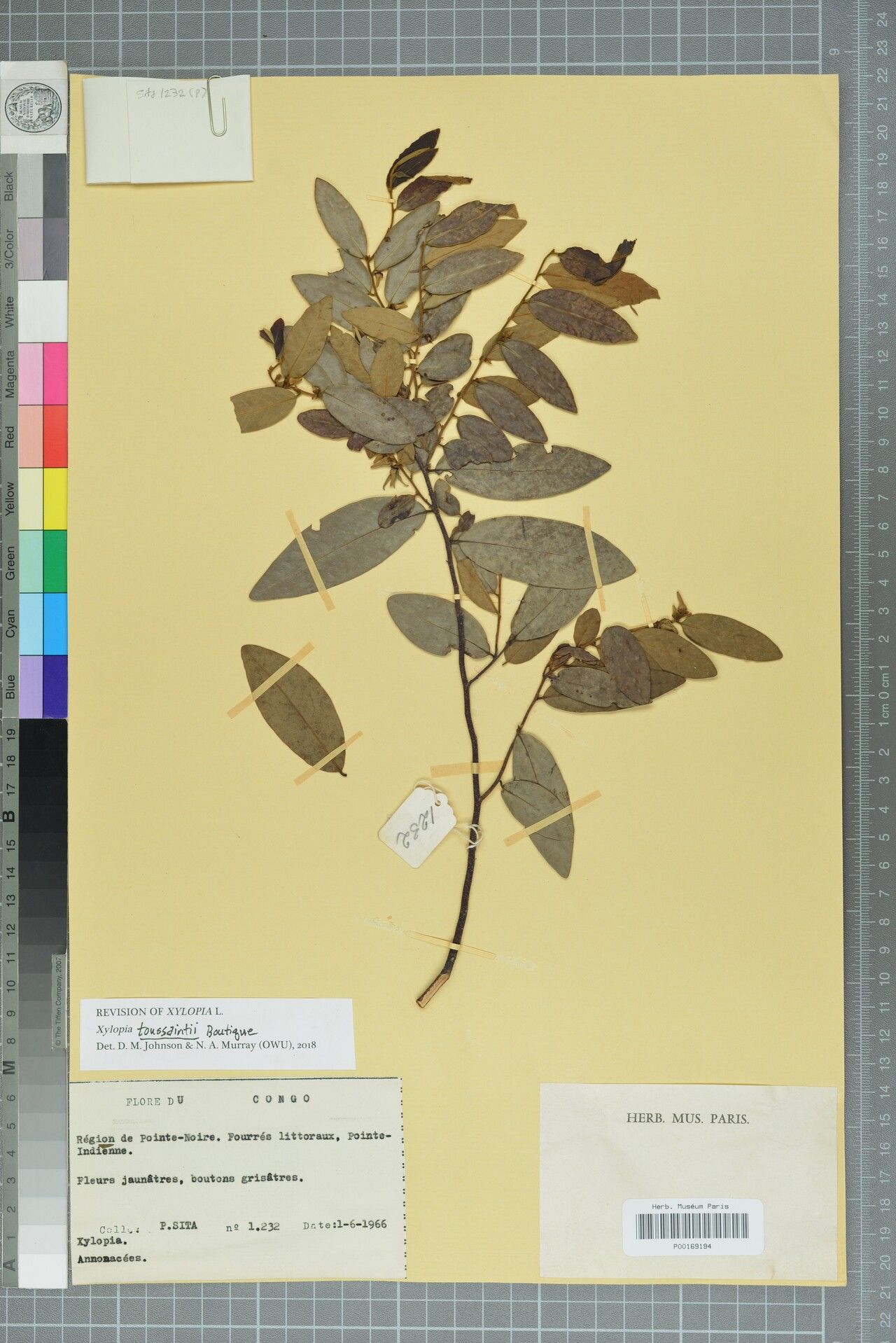 Xylopia toussaintii — houseplant care guide