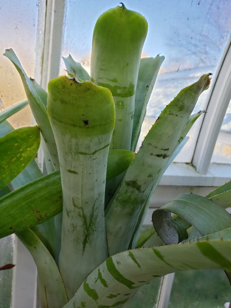 Aechmea zebrina — search result for 'Aechmea'