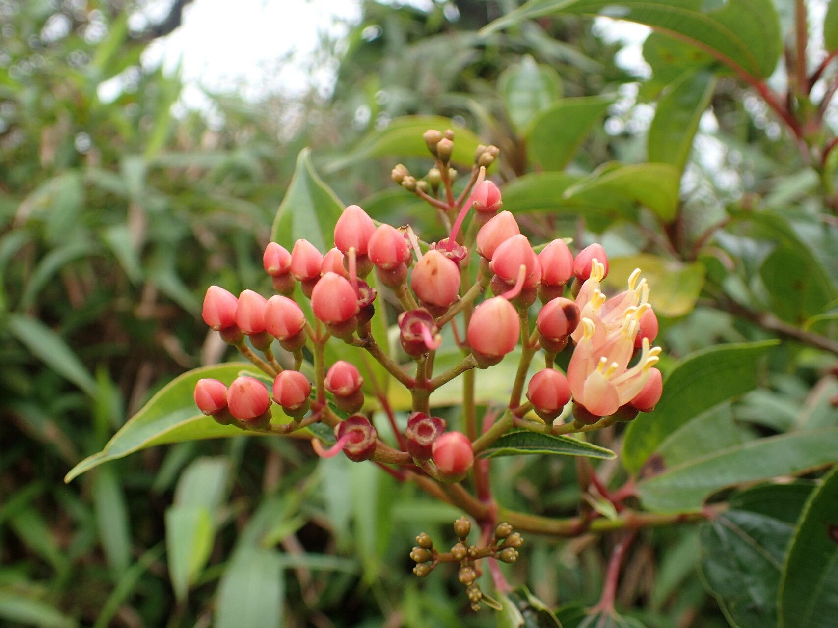 Miconia purpurea flower