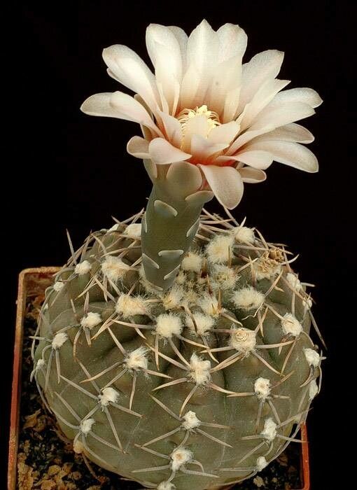 Gymnocalycium kieslingii — search result for 'Gymnocalycium'