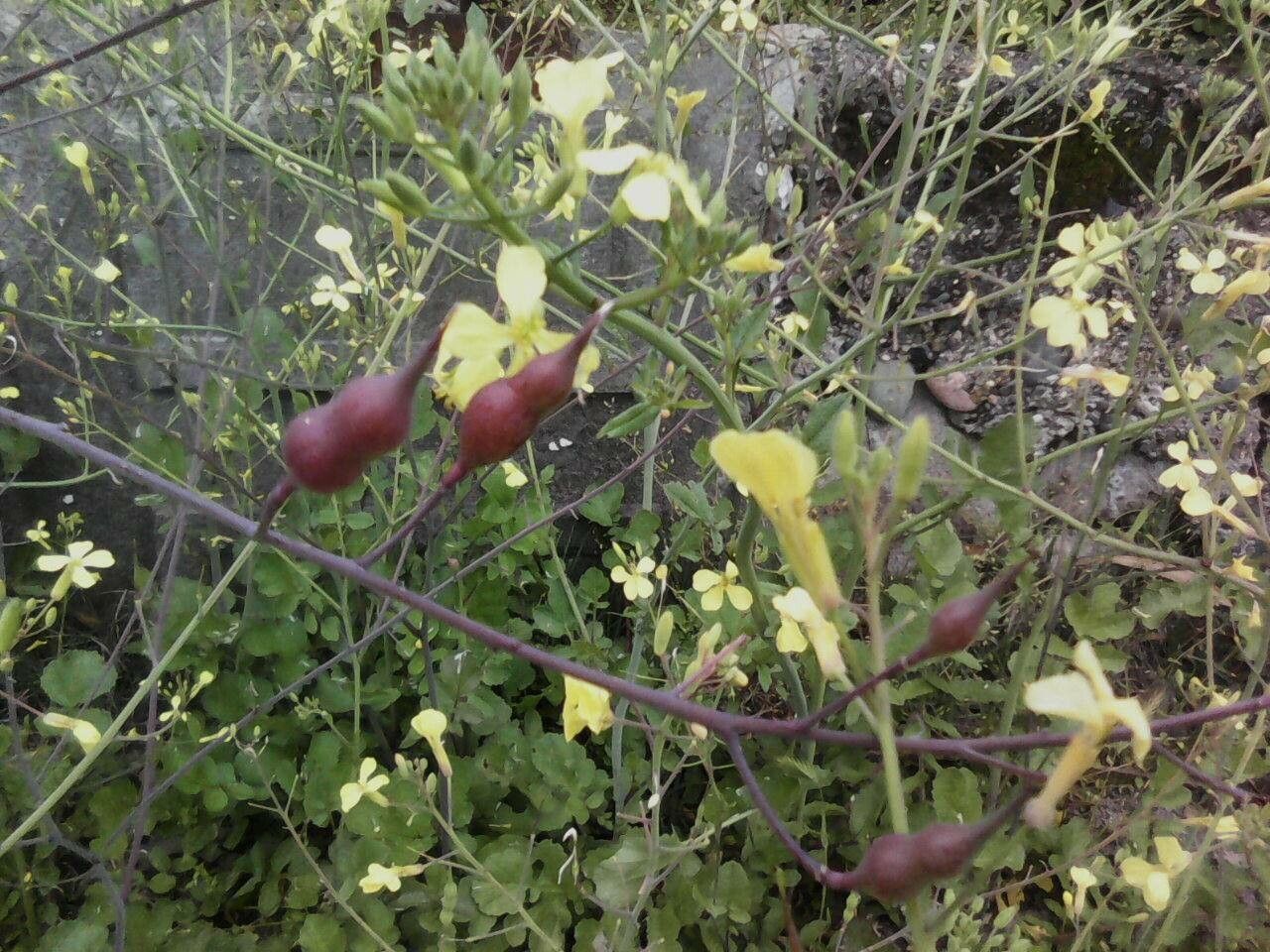 Brassica barrelieri fruit