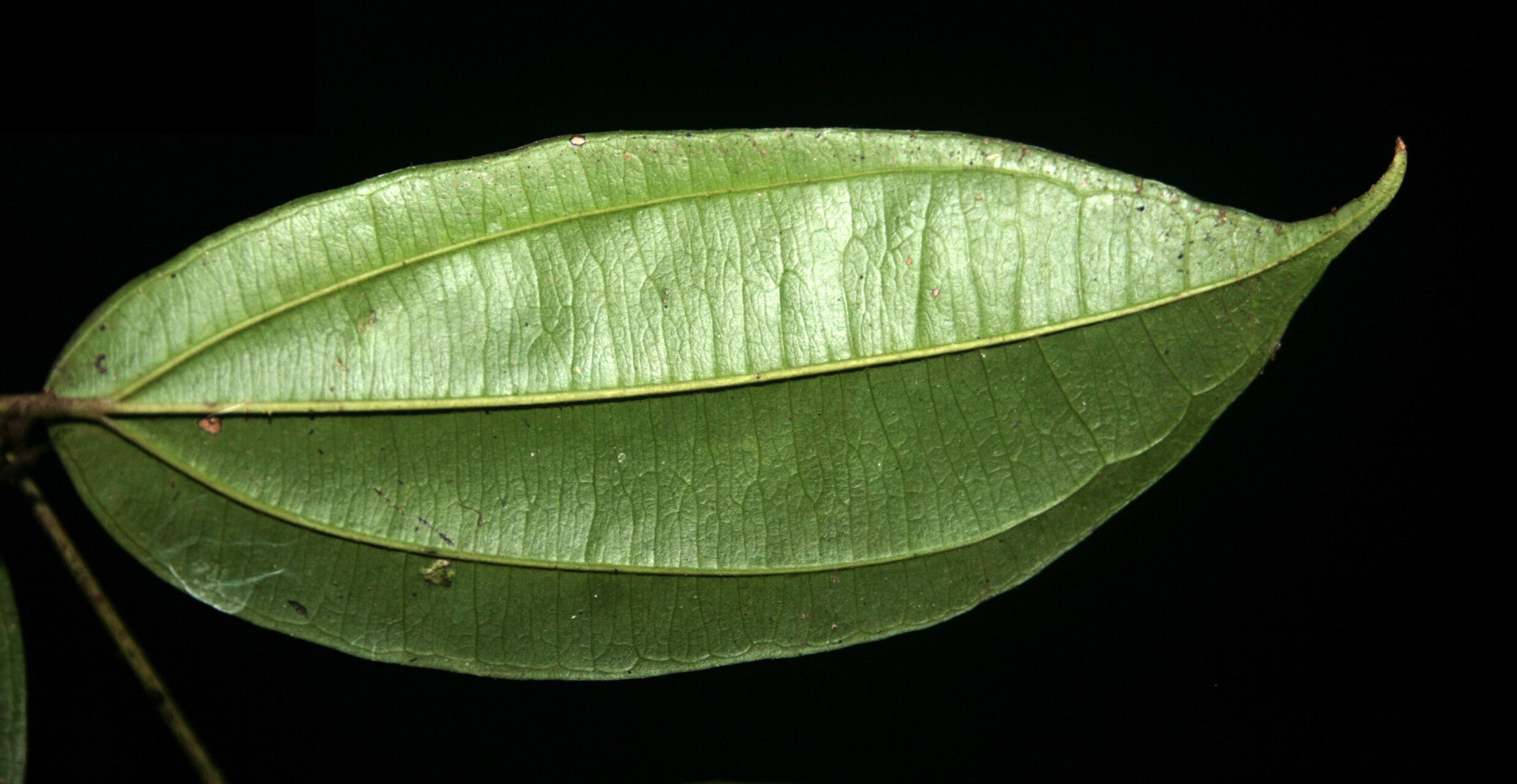Strychnos cayennensis leaf