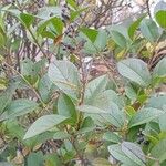 Ligustrum ovalifolium