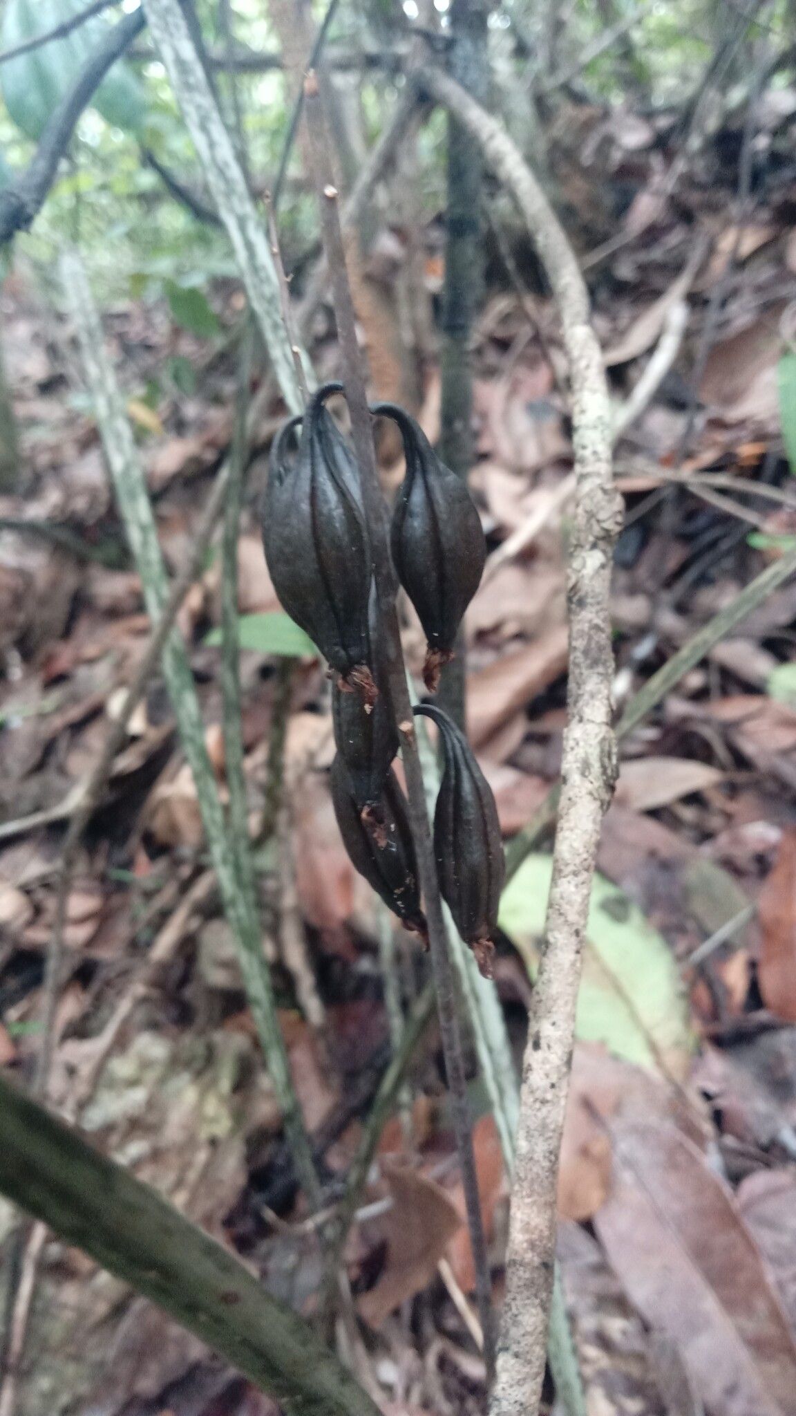 Eulophia ambongensis — related species from the same genus