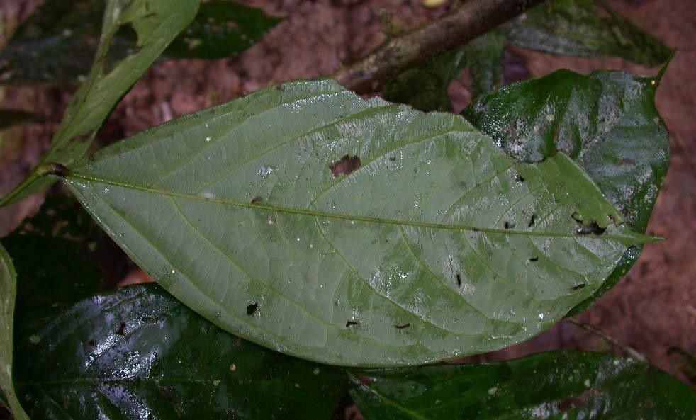 Connarus costaricensis — related species from the same genus