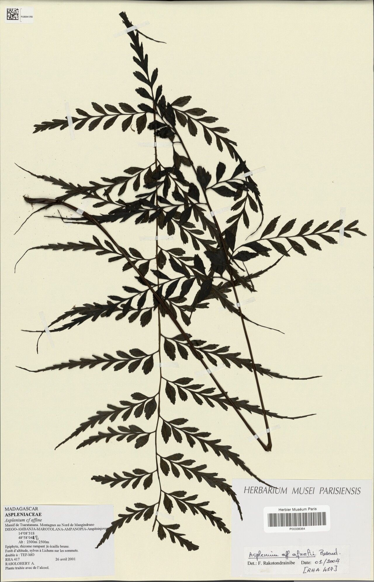 Asplenium × nigrofriesiorum — houseplant care guide