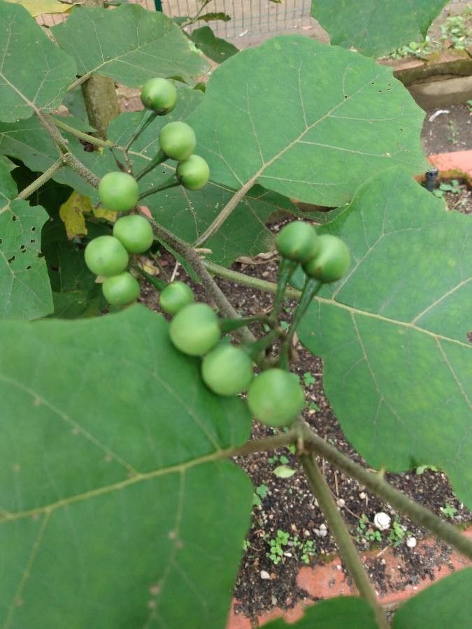 Solanum torvum fruit