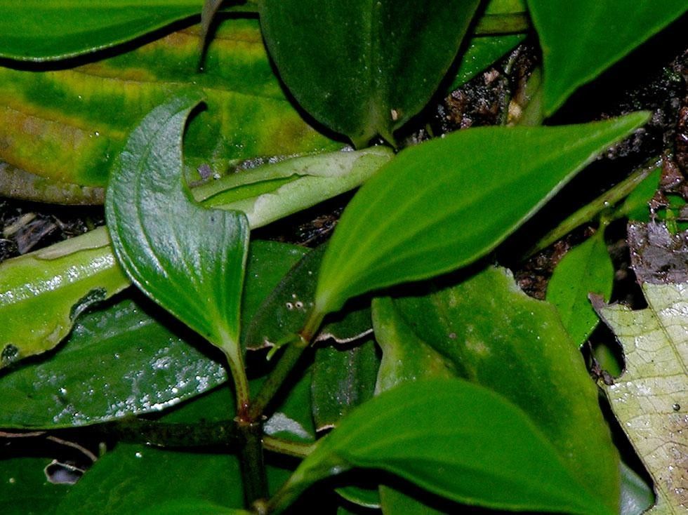 Peperomia pseudopereskiifolia other