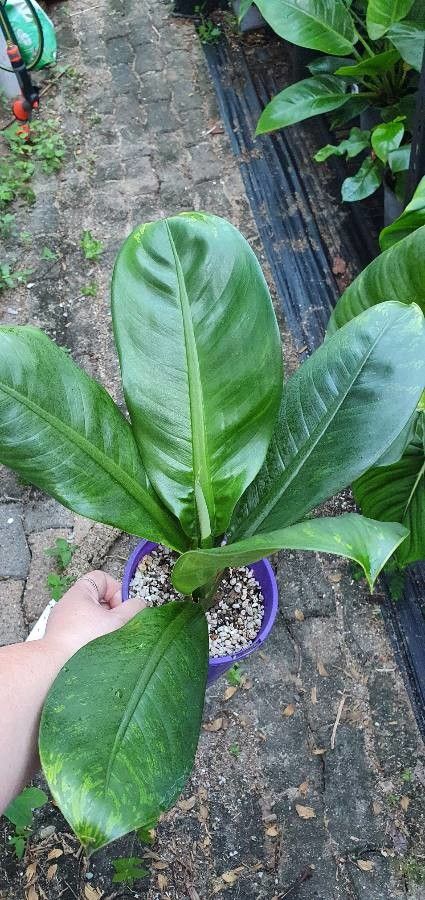 Dieffenbachia parlatorei leaf
