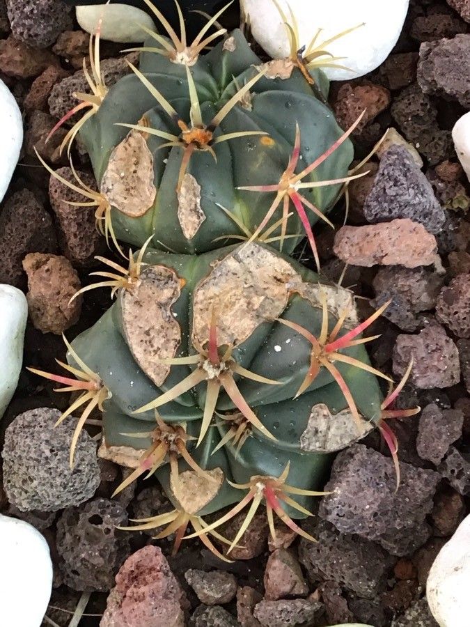 Echinocactus Horizonthalonius leaf