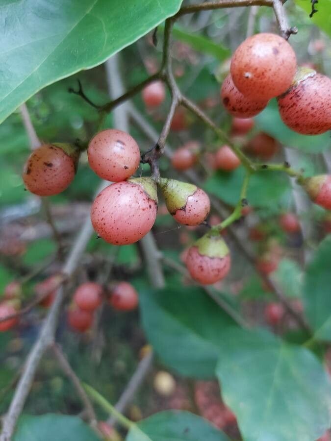 Cordia dichotoma fruit