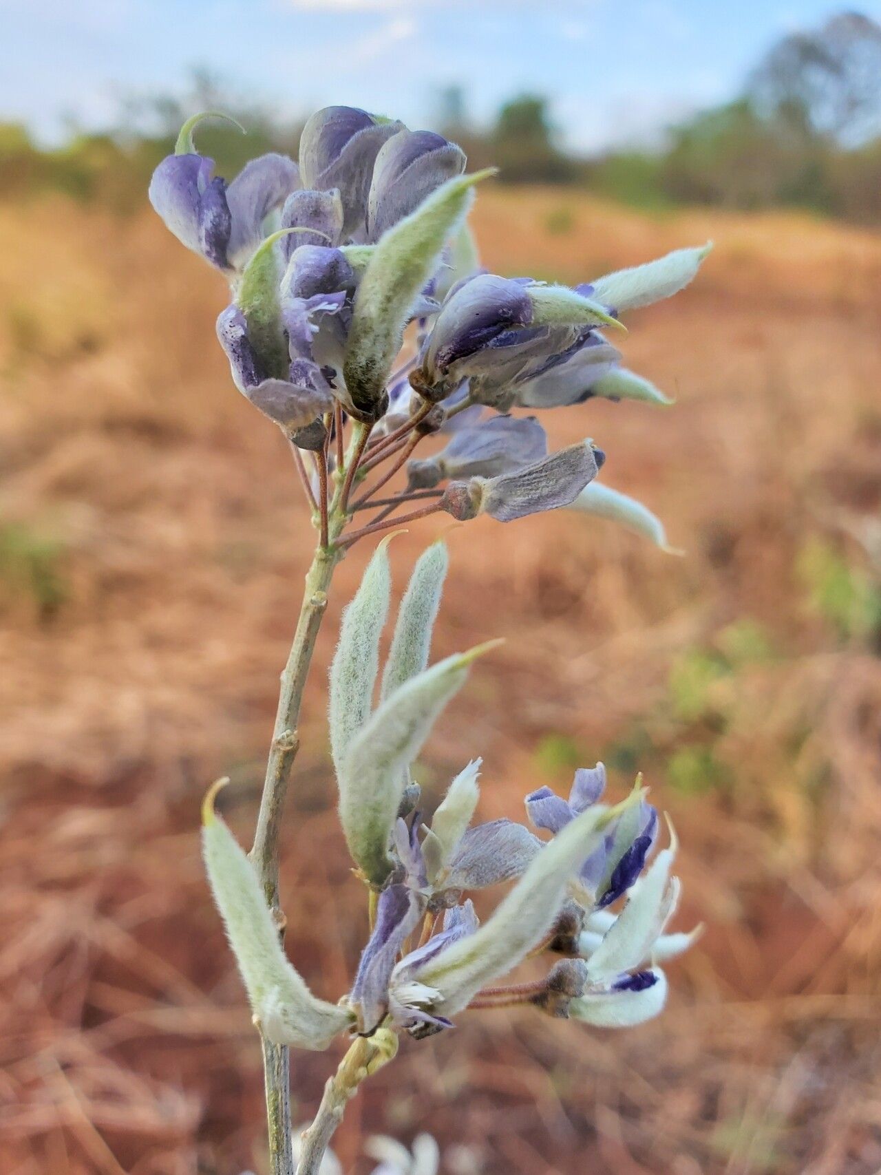 Mundulea laxiflora — related species from the same genus