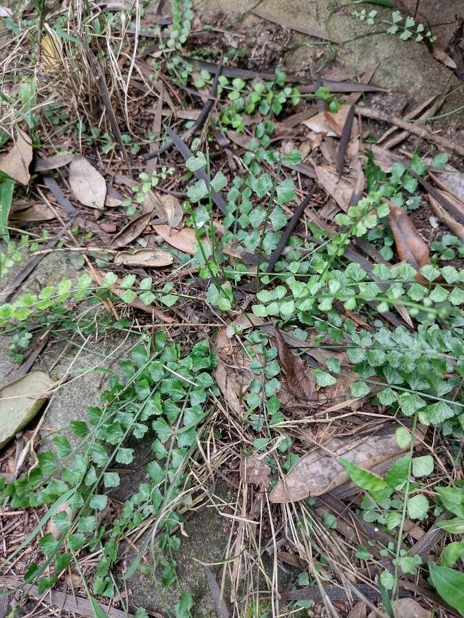 Asplenium flabellifolium habit