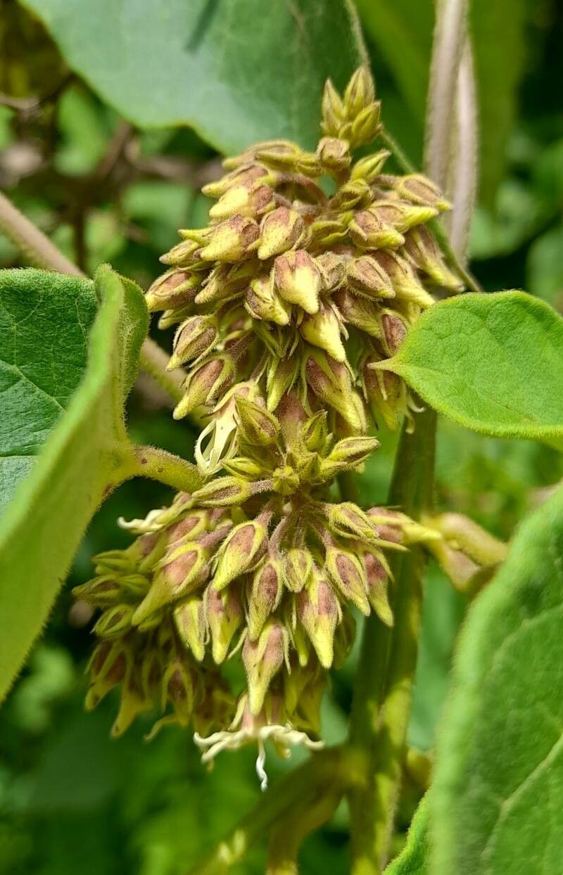 Oxypetalum brachystemma flower