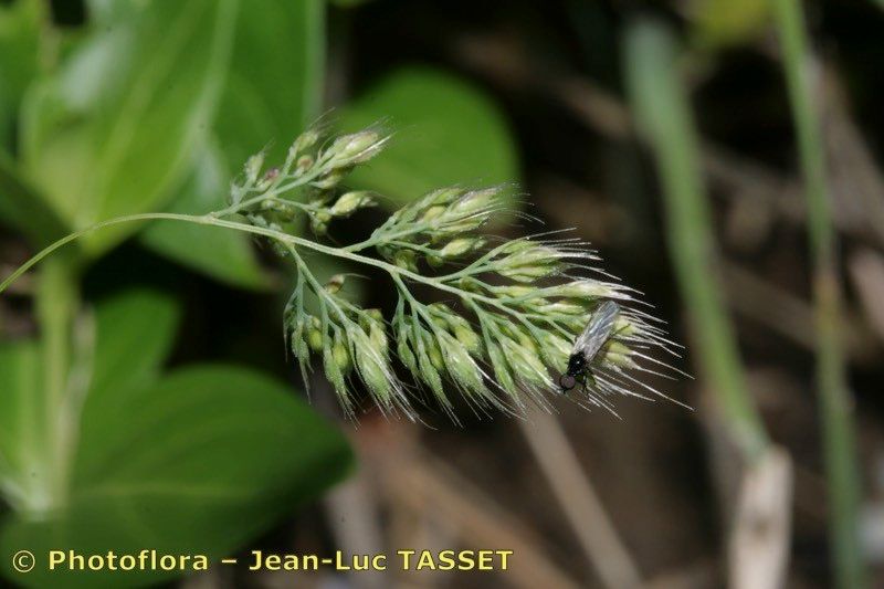 Cynosurus effusus flower