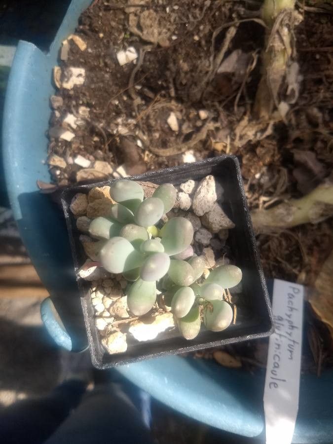 Pachyphytum glutinicaule leaf
