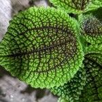 Pilea mollis