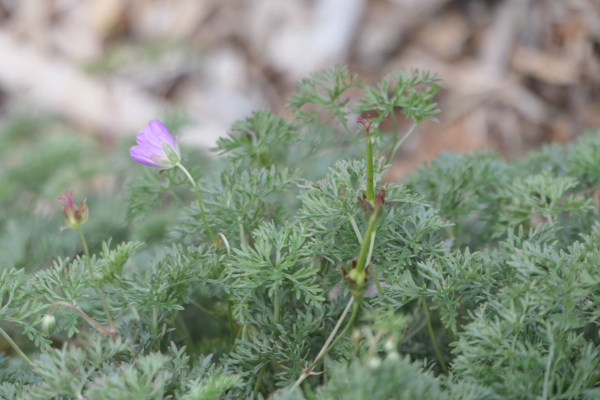 Geranium incanum flower