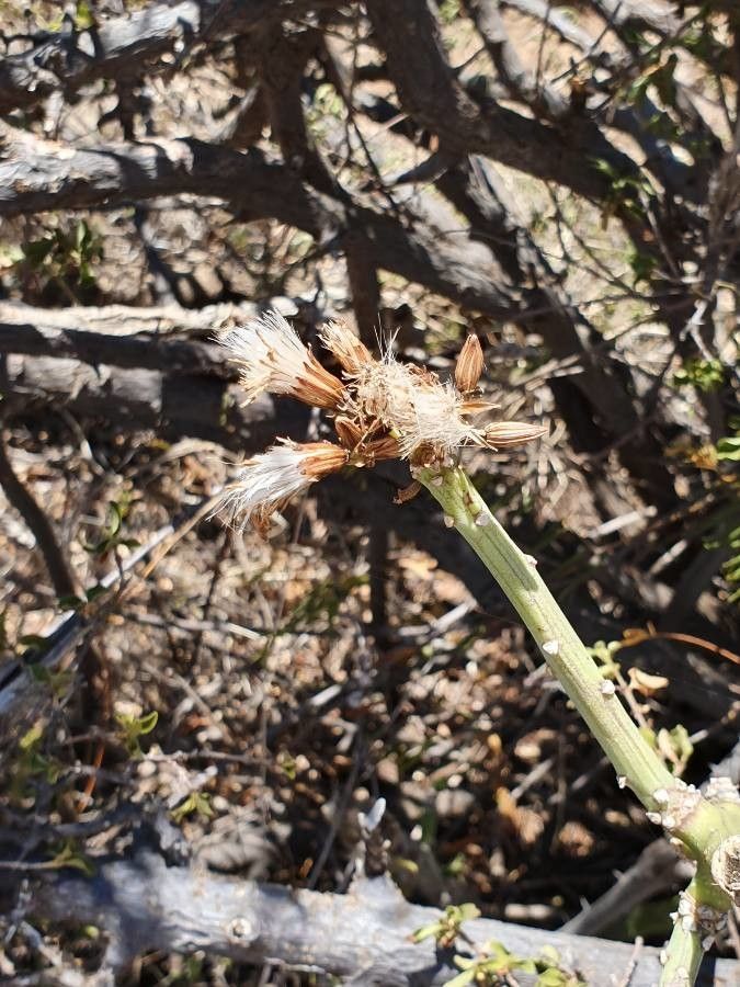 Kleinia odora flower