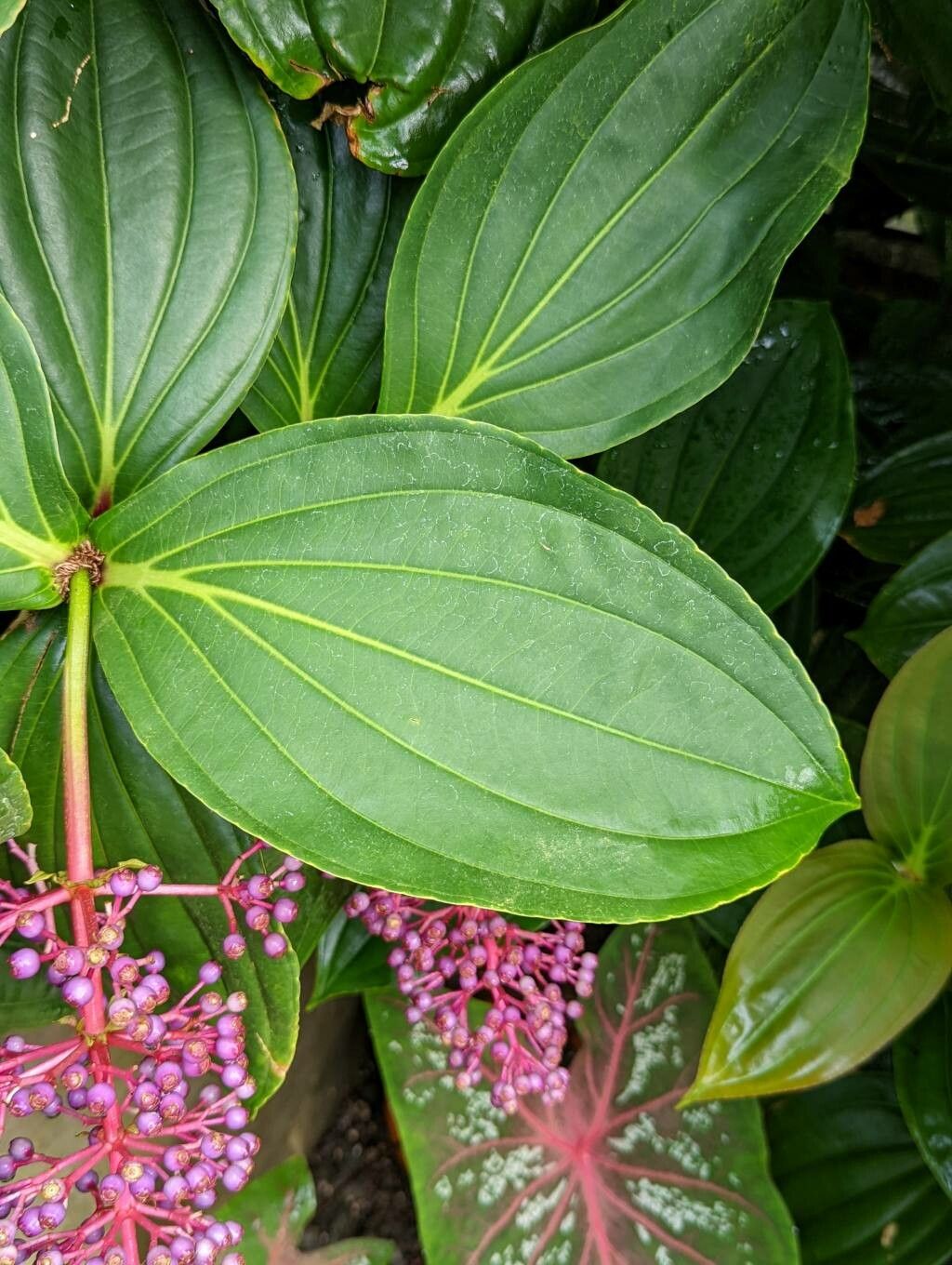 Medinilla speciosa leaf