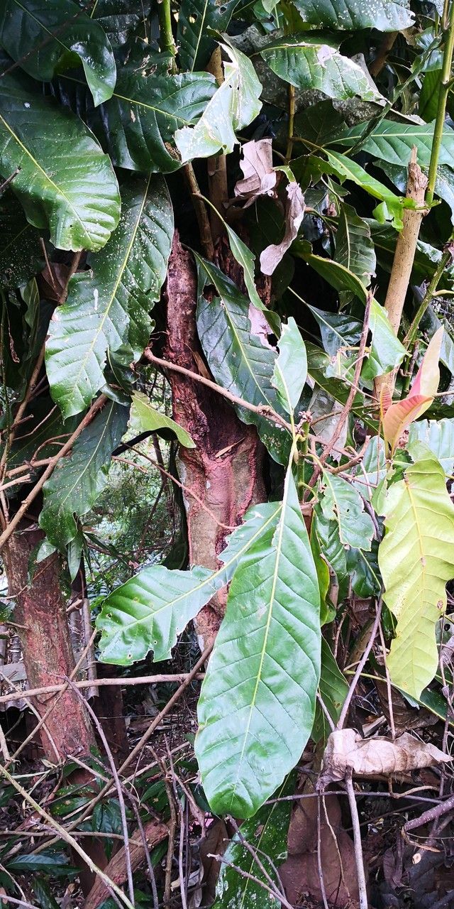 Magnolia rostrata bark