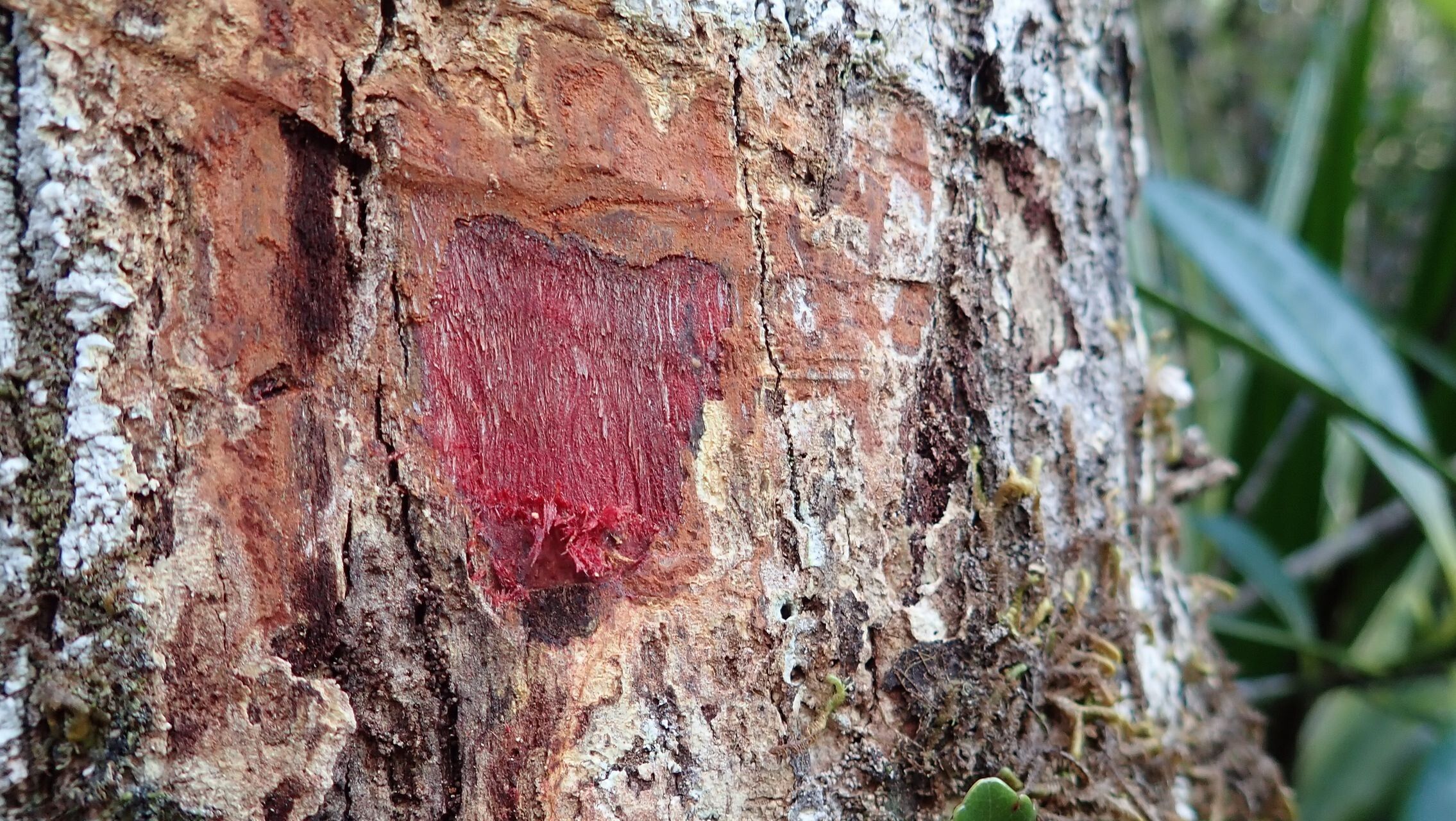 Pancheria alaternoides bark