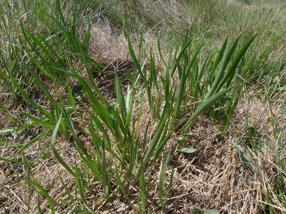 Scorzonera parviflora habit