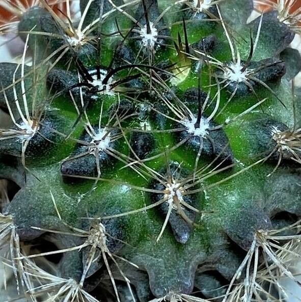 Eriosyce calderana — related species from the same genus