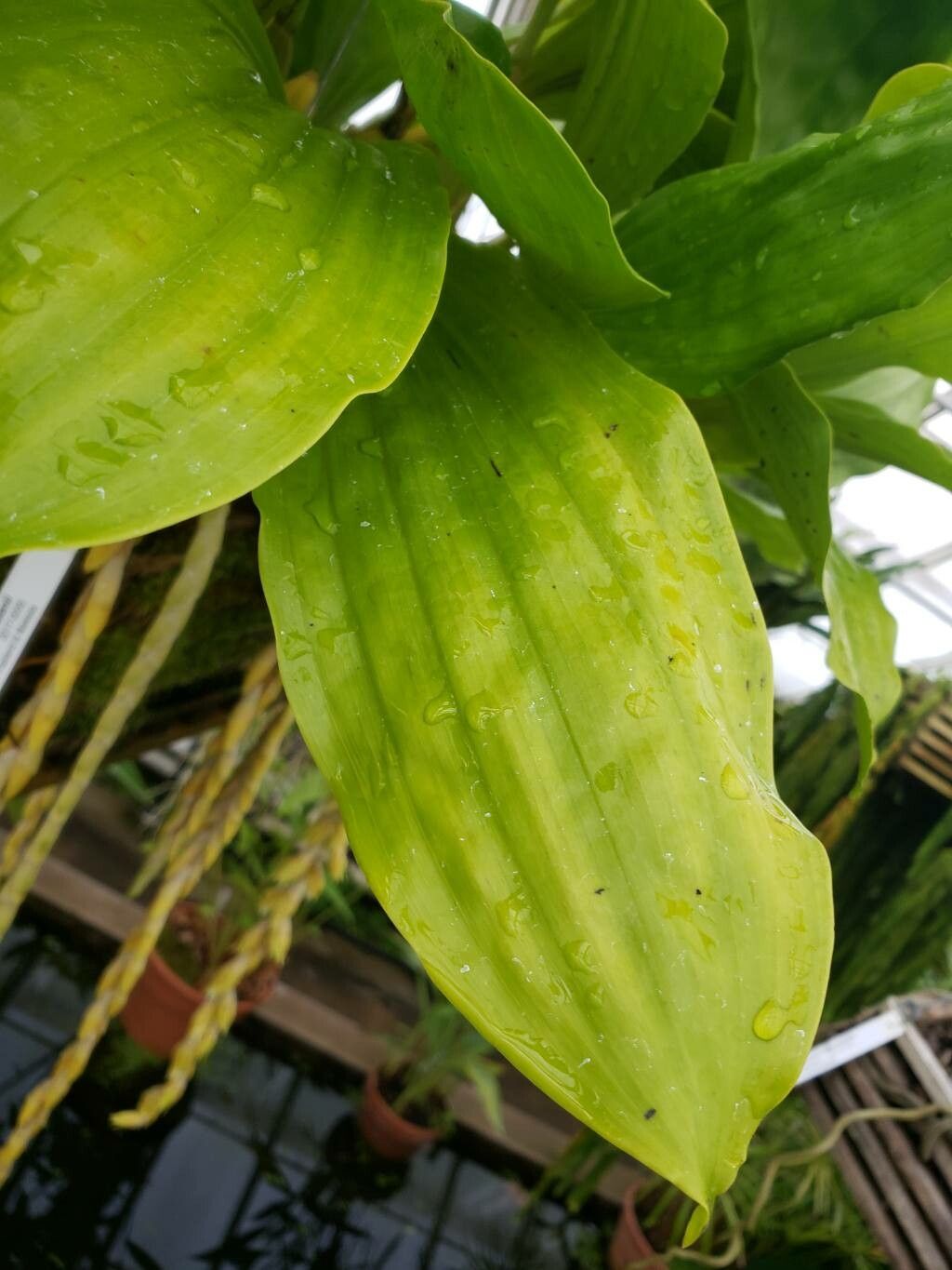 Coelogyne rochussenii — houseplant care guide