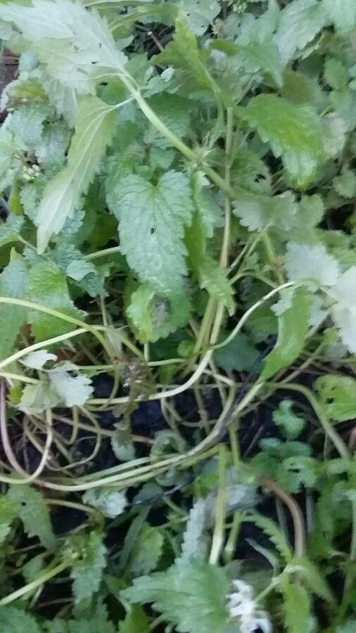 Lamium flexuosum — houseplant care guide