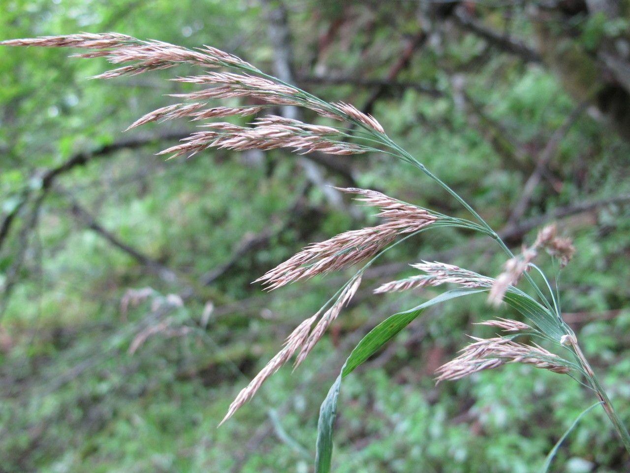 Calamagrostis purpurea fruit