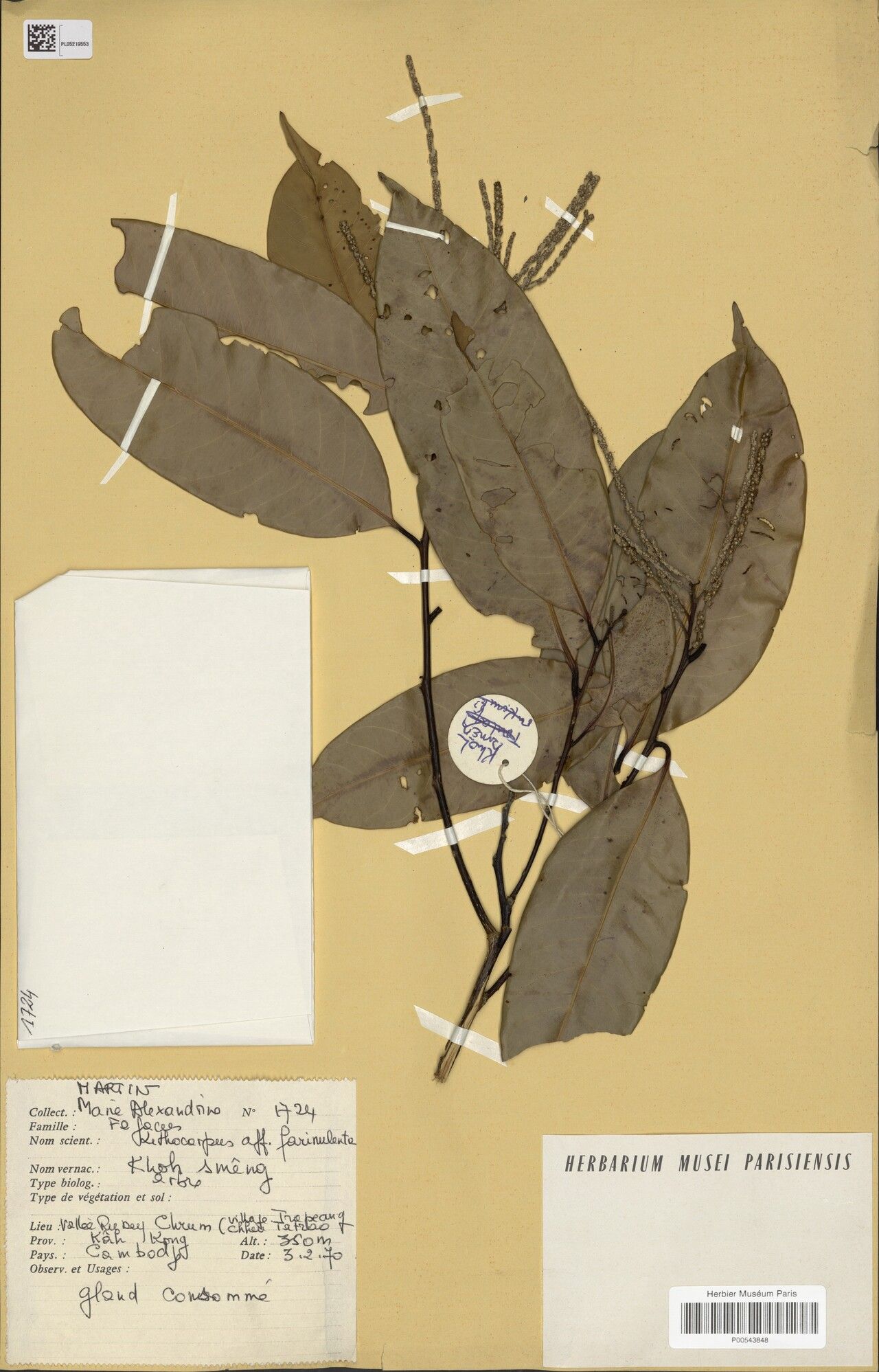 Lithocarpus farinulentus — search result for 'Lithocarpus'