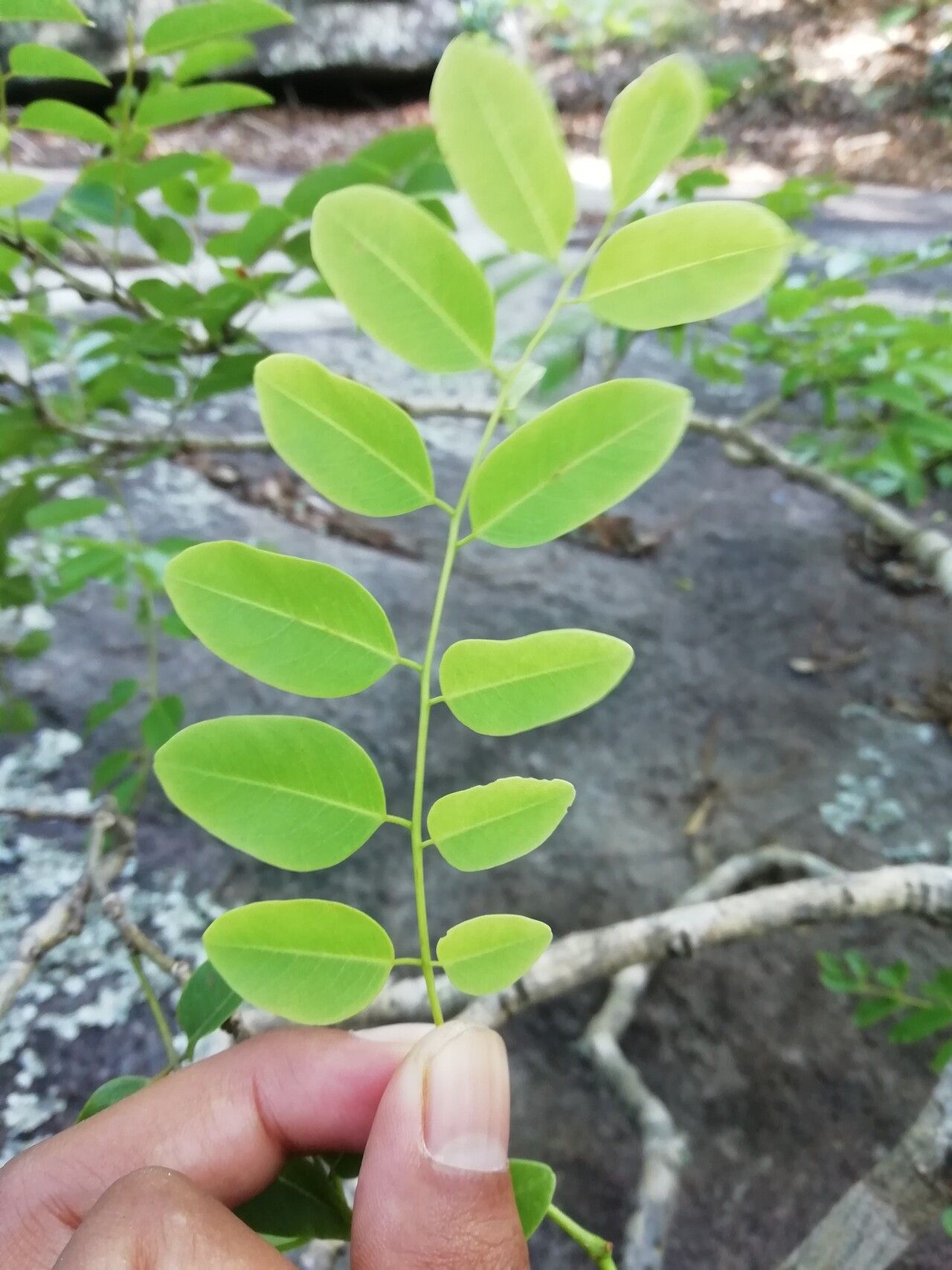 Dalbergia humbertii — houseplant care guide