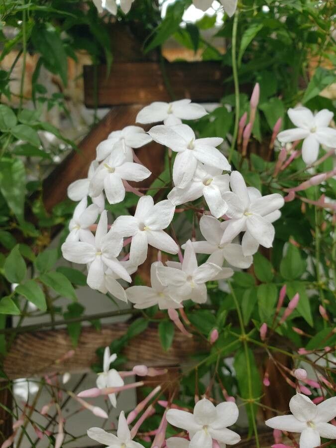 Jasminum polyanthum flower