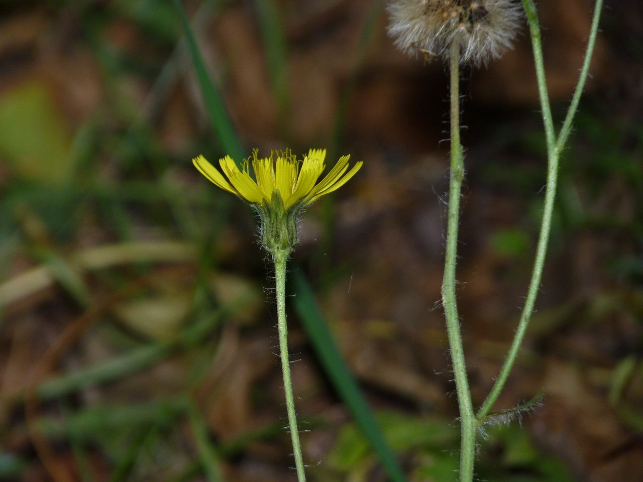 Hieracium laevigatum flower